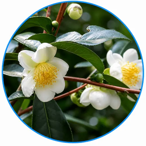 Camellia Sinensis white flowers and green tea leaves - a botanical extract included in Venus Factor for wellness and metabolic support.