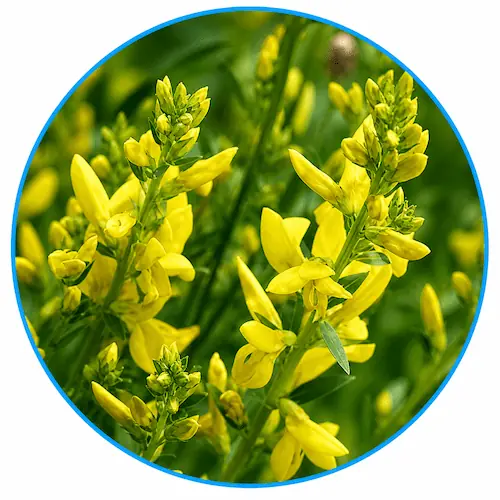 Genistein botanical extract from yellow flowers - a plant-based ingredient used in Venus Factor for metabolic wellness support.